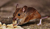 24 Hour & Emergency Exterminators in Knox City, MO